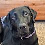 @HighbridgeDogs