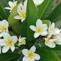 @sanjaymendhe278