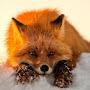 @StarBoy_The_FoxH3art