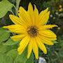 @BeeOnASunflower853