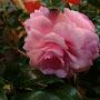 @taiwanfloralart3491