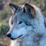 @shadowwolf3455