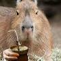 @capybaras48