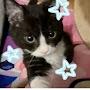 @catcat-c6s