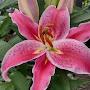 @debradejonge5755