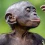 @Monkeeeeeehe