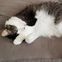 @Rabid-Floof