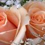 @ganeshraja1789