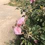 @فردوسبوبكر