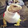 @lizardperson988