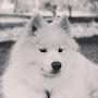@sublimesamoyed