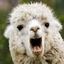 @awkwardllama0509