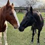 @Twogeldings4ever