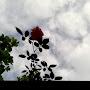 @mehdi90991