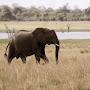 @elephantello1518