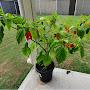 @chillipepperenthooziest3730
