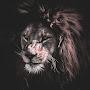 @user-lj2kb7cp6m7Almdmar