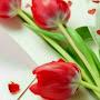 @bibiroyarahimzada787
