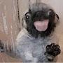 @HappyPeanutPug