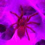 @treasurestatetarantulas406