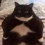 @fatass6203