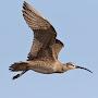 @MigratoryWhimbrel
