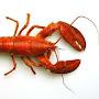 @lobsterloboster4321