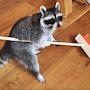 @weirdraccoon2