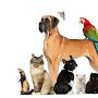 @girnfarmallbreeddogareavai4553