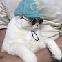 @catsdothemeow4018