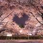@izu-t
