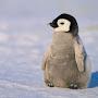 @PenguinoGGFN