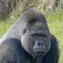 @SuperbGorilla