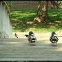 @ducksinarowpatience