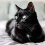 @oksbilous3330