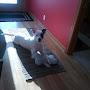 @catfromillinois6646