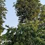 @adilasafi9939