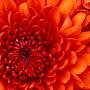 @himanshuverma7031