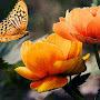 @anahidmovsesian7788