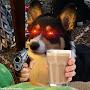 @CORGIBOI102
