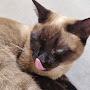 @cat-f6z4c