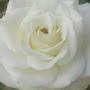 @nikhatsaba1328
