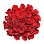@Rosalia-f1u