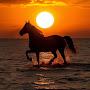 @Equestrian_edits76