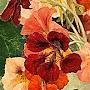 @abha6395