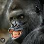 @gorillaboy9286