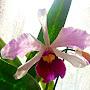 @MiracleOrchids1