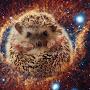 @a_hedgehog