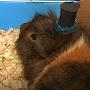 @GuineaPigTimeYay