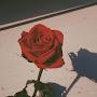 @Rose-Love-Cafe